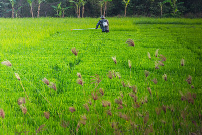 Man in field