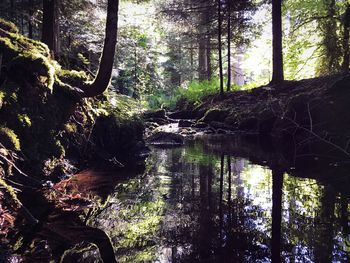 Trees in forest