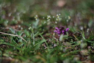 Close-up of purple flowering plants on field