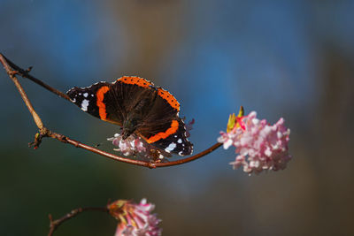 Close-up of butterfly on plant