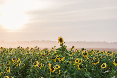 Scenic view of sunflower field against sky