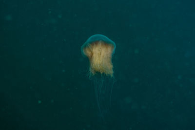 Close-up of jellyfish in sea