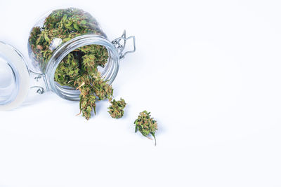 High angle view of plant against white background