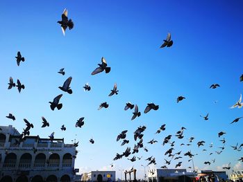 Low angle view of birds flying in sky