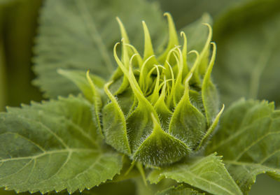 Young sunflower plant, stem and green leaves, side view, outdoors, in the field.