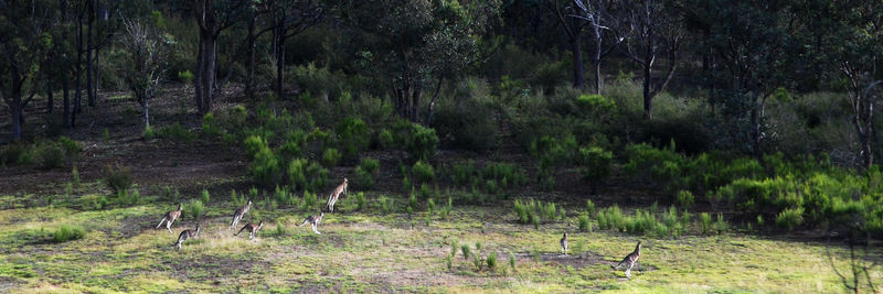 Birds in forest