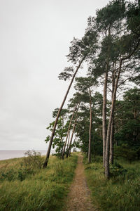 Trees on field against sky