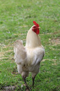 View of a bird on field