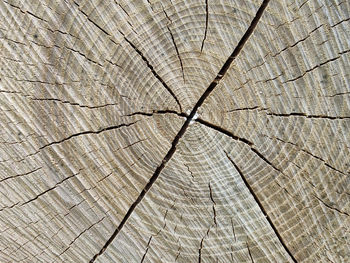 Full frame shot of tree stump