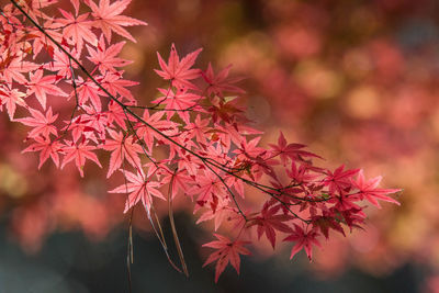 Close-up of maple tree