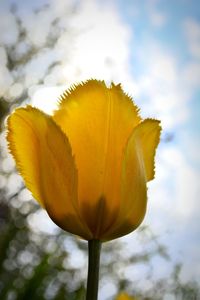 Close-up of yellow flower blooming against sky