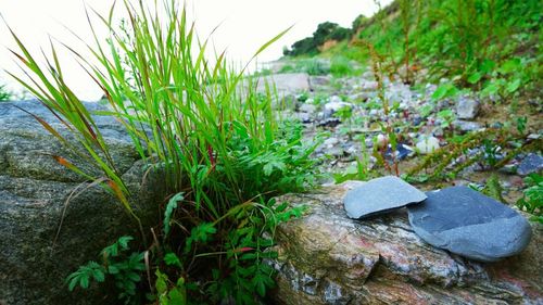 Plants growing on rocks