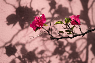 Close-up of pink bougainvillea flowers