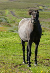 Portrait of horse standing in field