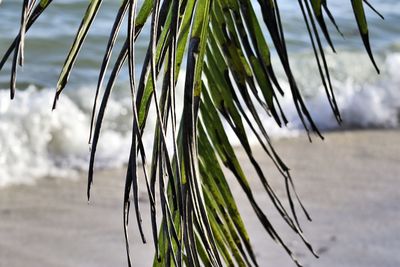 Close-up of palm tree