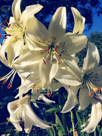 Close-up of flowers