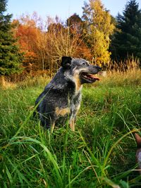 View of a dog on field