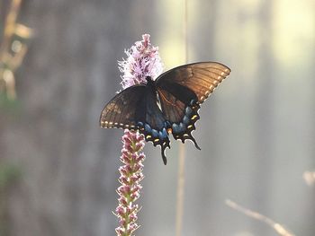 Close-up of butterfly on flowers