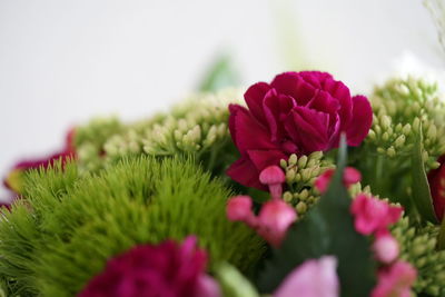 Close-up of pink flowering plants