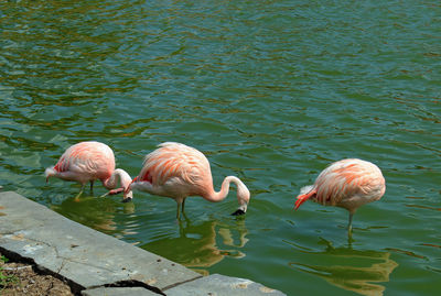 Three flamingos wading in a canal