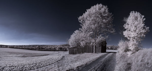 Trees on field against sky during winter