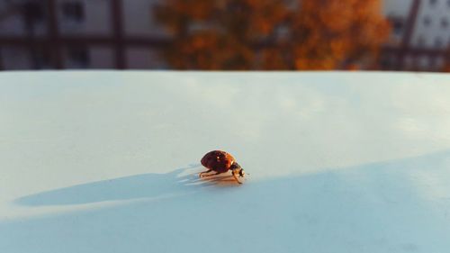 Close-up of insect