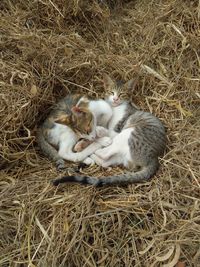 High angle view of cats on carpet