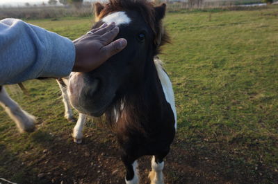 Close-up of hand feeding horse on field