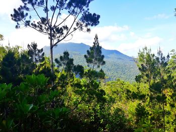 Trees on landscape against sky