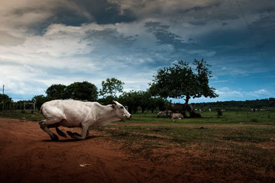 Cows in a field