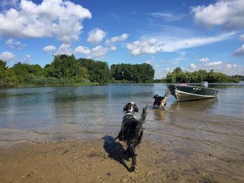 Dog on lake against sky