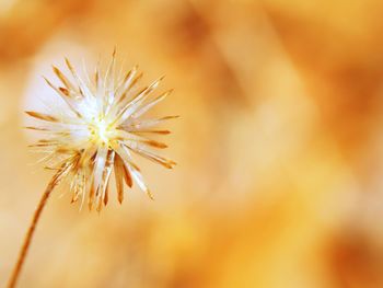 Close-up of yellow dandelion flower