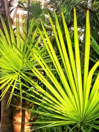 High angle view of palm tree