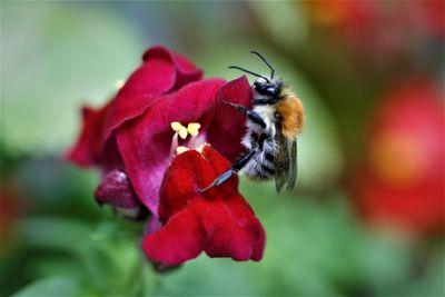 Close-up of insect on red flower
