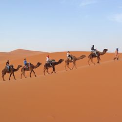 People riding camels in desert against sky