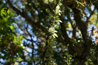 Low angle view of lichen growing on tree in forest