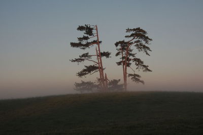 Trees at sunrise, rural kent, uk