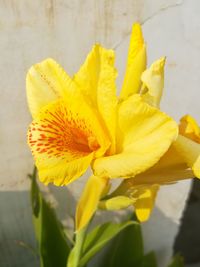 Close-up of yellow flowering plant