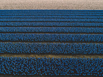 Aerial view of hyacinth flowers filed
