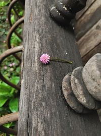 Close-up of butterfly on flower