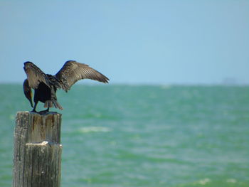 Bird perching on wooden post against clear sky