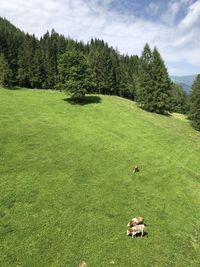 Scenic view of trees on field against sky