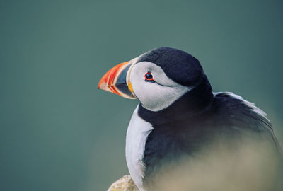 Close-up of bird