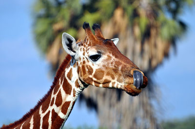  giraffe licking lips 