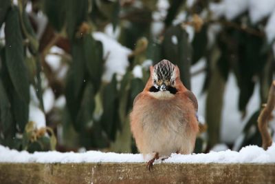 Bird perching on branch in winter