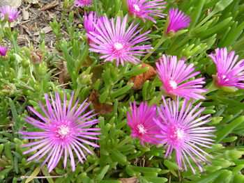 Close-up of purple flowers blooming outdoors