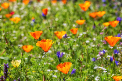 Close-up of orange flowers on field