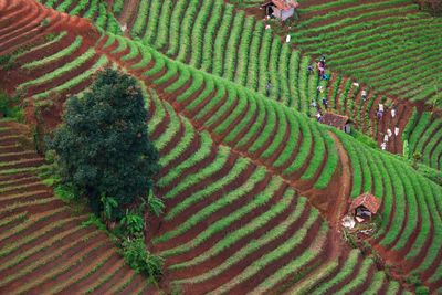 High angle view of crop growing on field