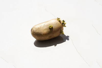 High angle view of apple against white background