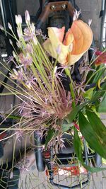 Close-up of flowers blooming outdoors